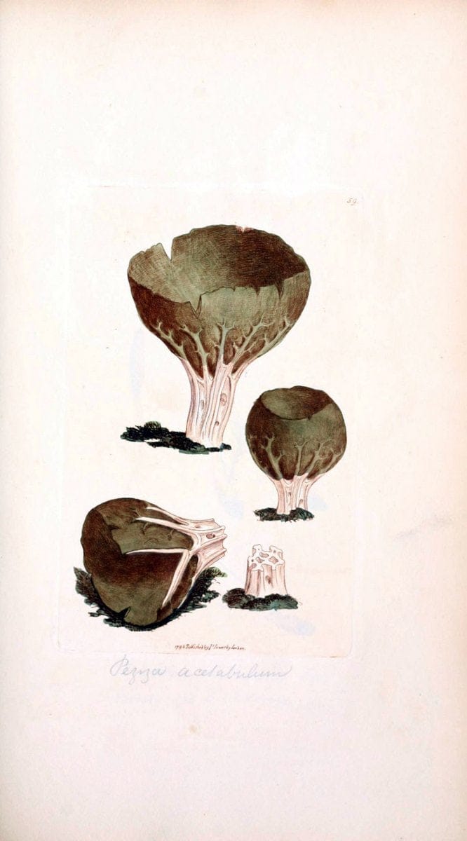 Coloured figures of English fungi or mushrooms. London,Printed by J. Davis,1797-[1809]. | England Mushrooms  | Vintage Print Reproduction 456047