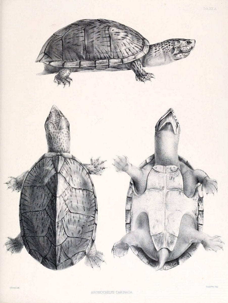 Catalogue of shield reptiles in the collection of the British Museum /.London :Printed by order of the Trustees,1855-1872.  | Vintage Print Reproduction 456048