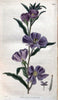 Curtis's botanical magazine. London ; New York [etc.] :Academic Press [etc.]. | "Botanical illustration" Botany Periodicals "Pictorial works" "Plants, Ornamental"  | Vintage Print Reproduction 456319