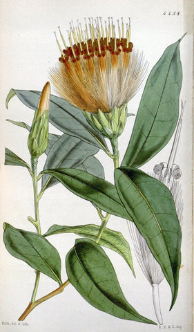 Curtis's botanical magazine. London ;New York [etc.] :Academic Press [etc.]. | Botany Periodicals "Pictorial works"  | Vintage Print Reproduction 456584