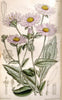 Curtis's botanical magazine. London ; New York [etc.] :Academic Press [etc.]. | "Botanical illustration" Botany Periodicals "Pictorial works" "Plants, Ornamental"  | Vintage Print Reproduction 456871