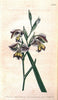 Curtis's botanical magazine. London ;New York [etc.] :Academic Press [etc.]. | Botany Periodicals "Pictorial works"  | Vintage Print Reproduction 457345