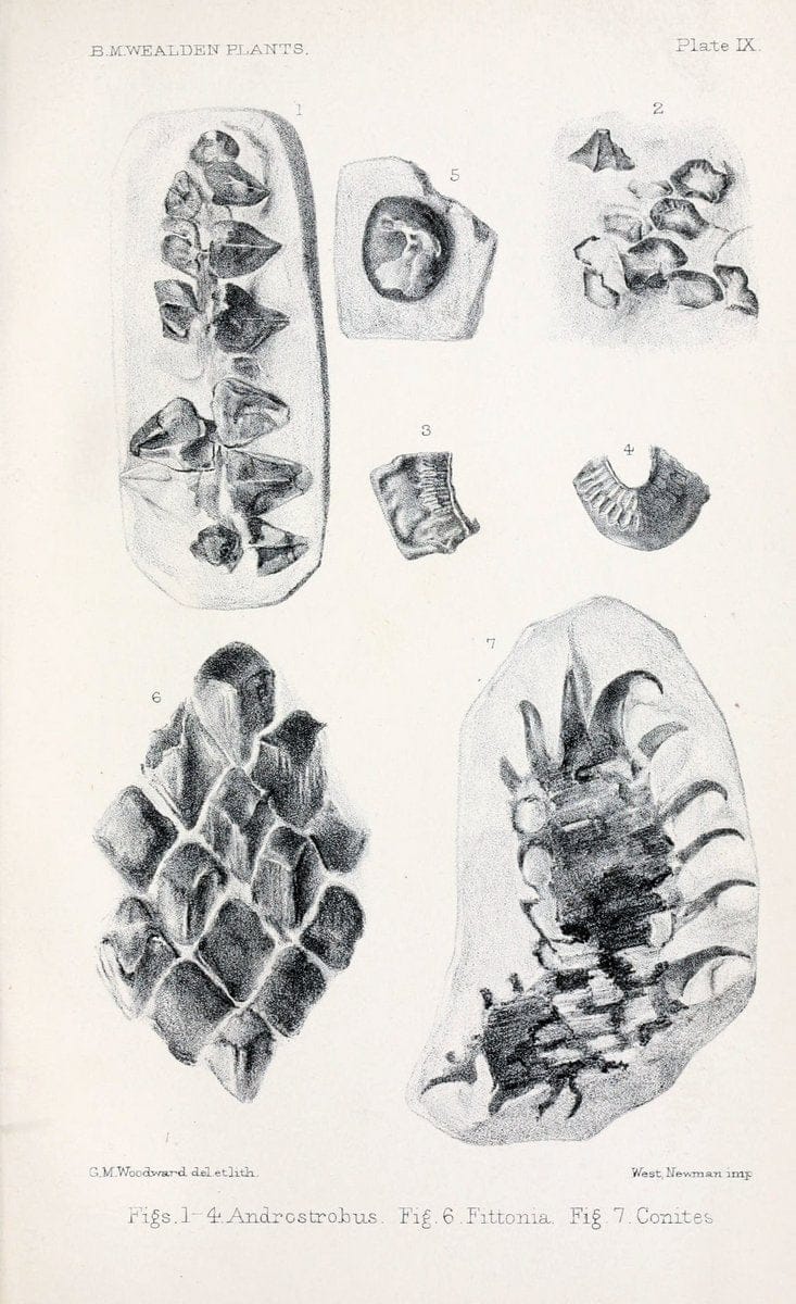 Catalogue of the Mesozoic plants in the Department of Geology, British Museum (Natural History).London,Trustees of the B.M.,1894-1915.  | Vintage Print Reproduction 457494
