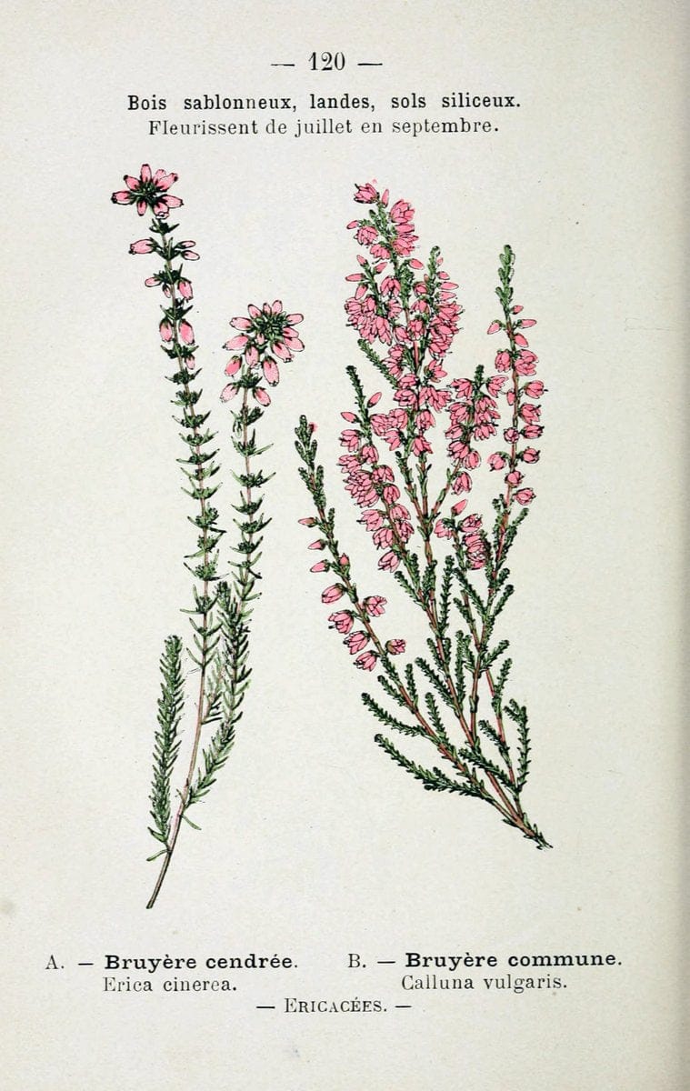 Bunch of heather flower (calluna vulgaris, erica, ling) on shabby