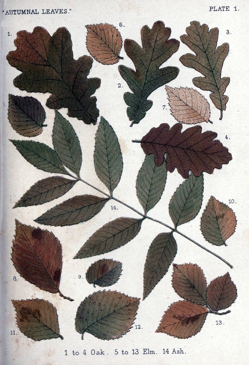 Autumnal leavesLondon :K. Paul, Trench, and Co.,1885. |  | Vintage Print Reproduction 459912