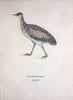Avium species novae, quas in itinere per Brasiliam annis MDCCCXVII-MDCCCXX /.Monachii :T | Birds Brazil "Description and travel" "Pictorial works" | Vintage Print Reproduction 460081