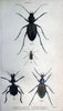 Beetles..London :H.G. Bohn[1846]. |  | Vintage Print Reproduction 460197