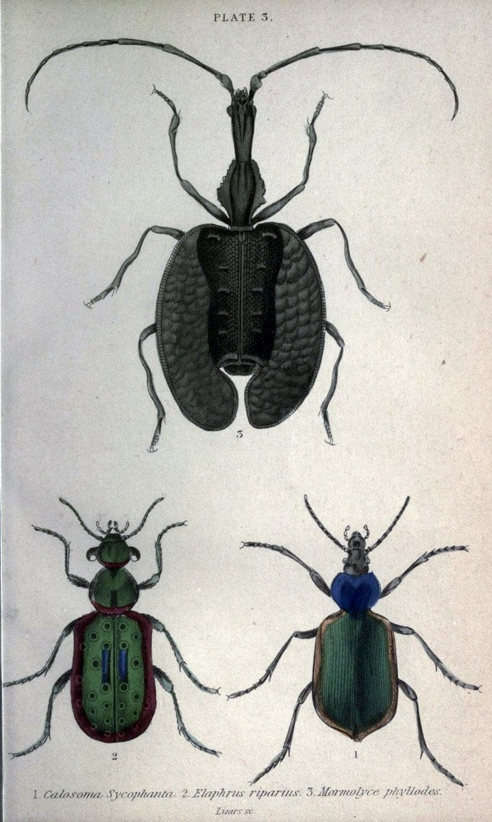Beetles..London :H.G. Bohn[1846]. |  | Vintage Print Reproduction 460199