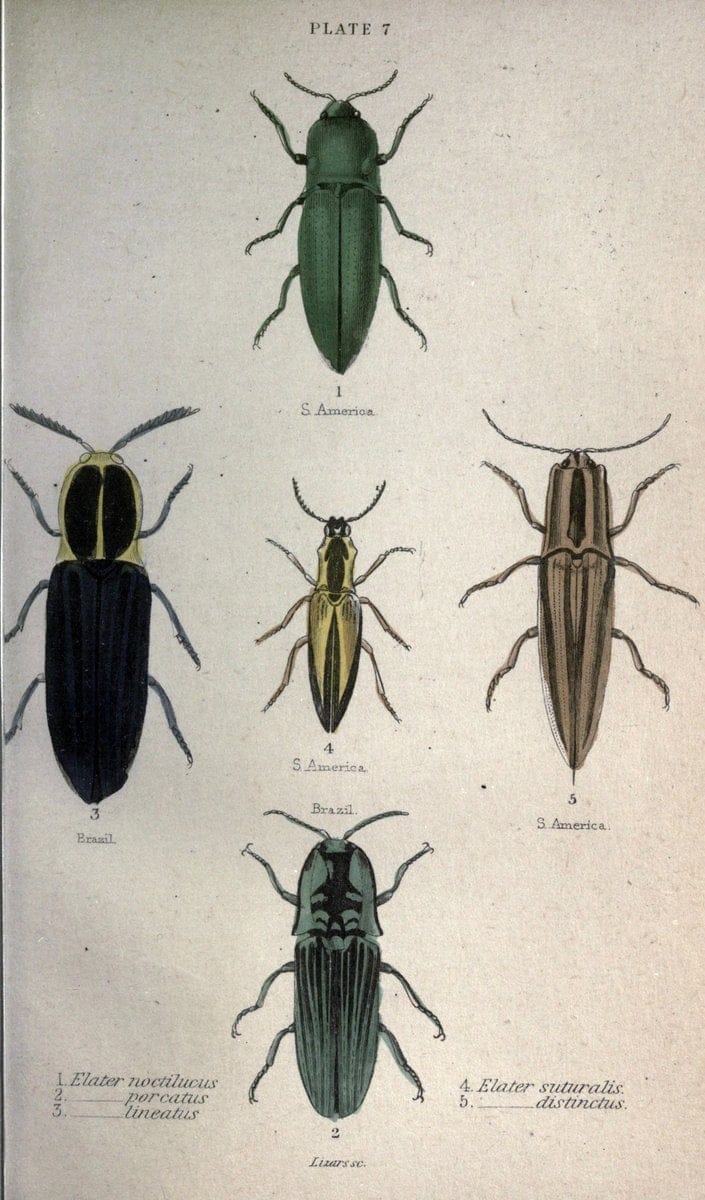 Beetles..London :H.G. Bohn[1846]. |  | Vintage Print Reproduction 460203