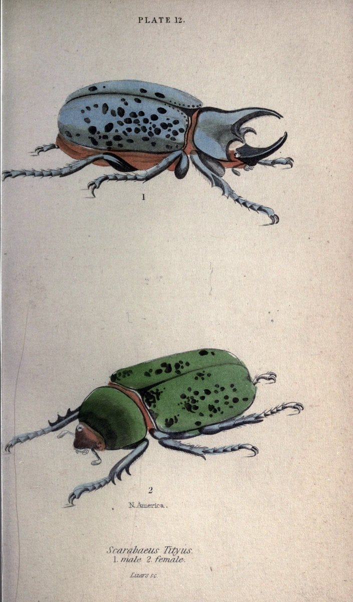 Beetles..London :H.G. Bohn[1846]. |  | Vintage Print Reproduction 460208