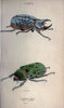 Beetles..London :H.G. Bohn[1846]. |  | Vintage Print Reproduction 460208