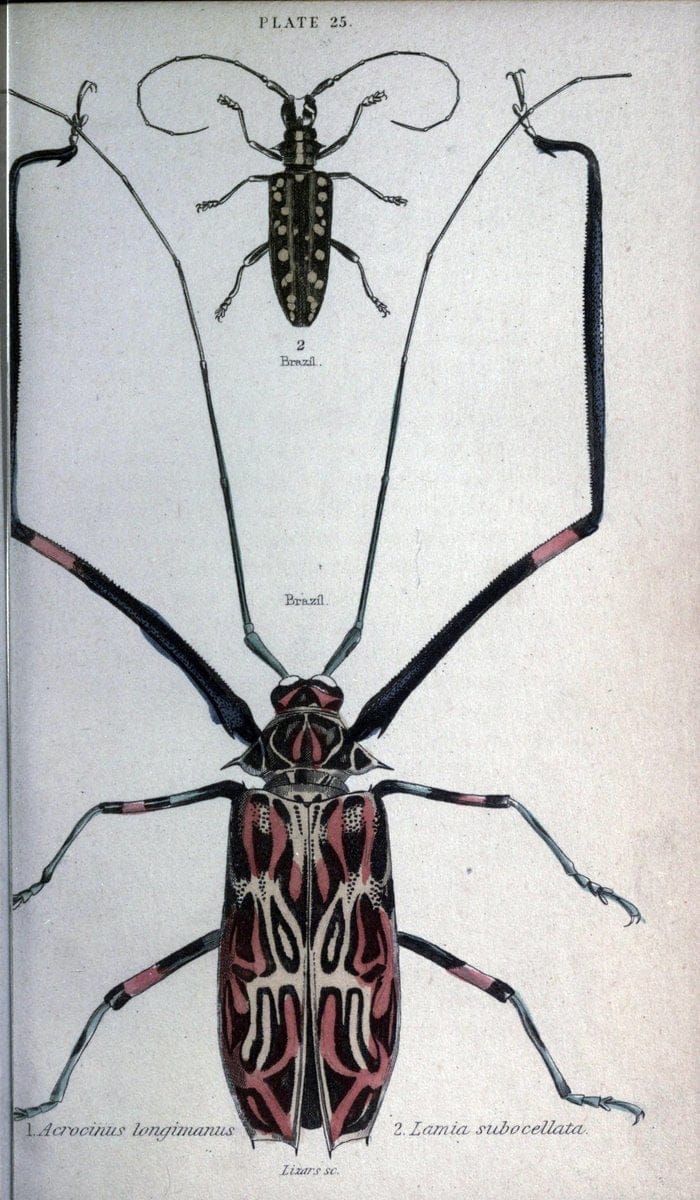 Beetles..London :H.G. Bohn[1846]. |  | Vintage Print Reproduction 460221