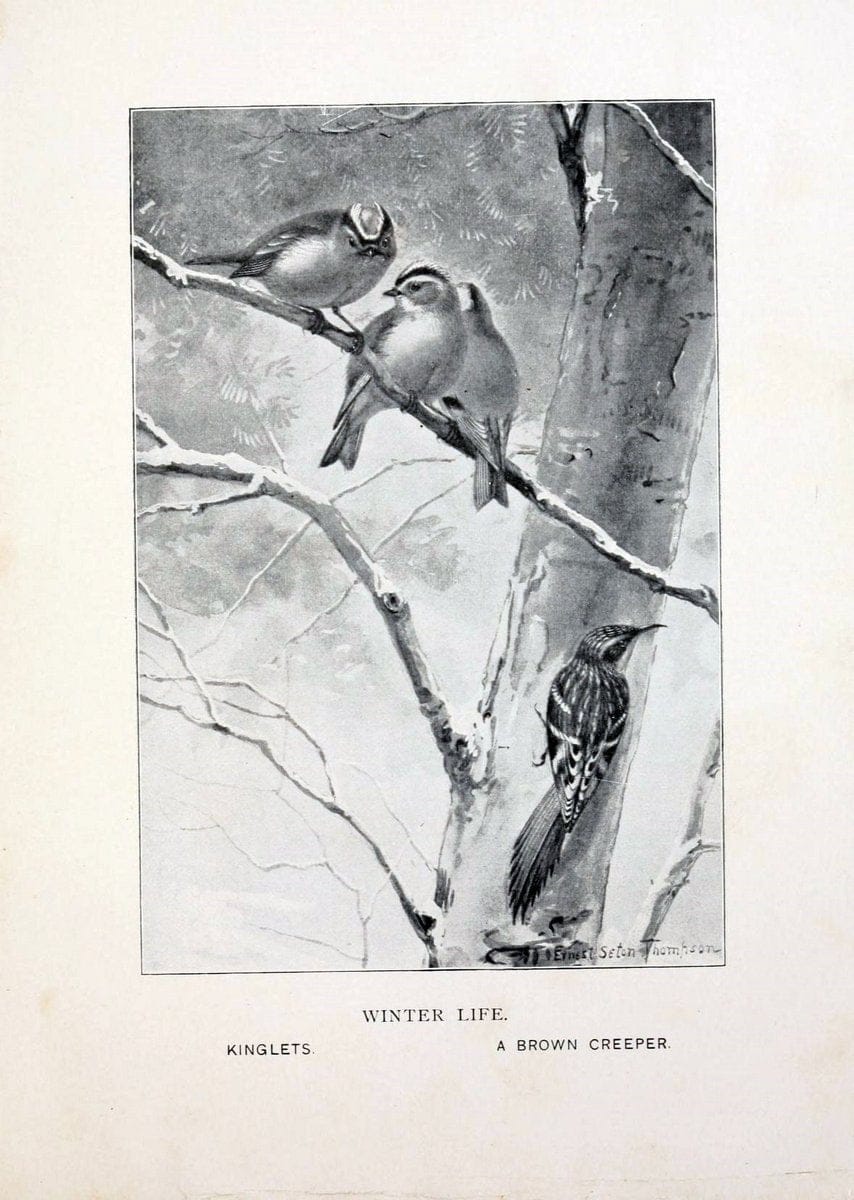 Bird world :.Boston :Ginn,c1898.  | Birds "Juvenile literature" "North America"  | Vintage Print Reproduction 462080