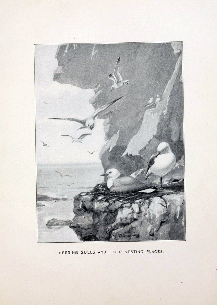 Bird world :.Boston :Ginn,c1898.  | Birds "Juvenile literature" "North America"  | Vintage Print Reproduction 462081