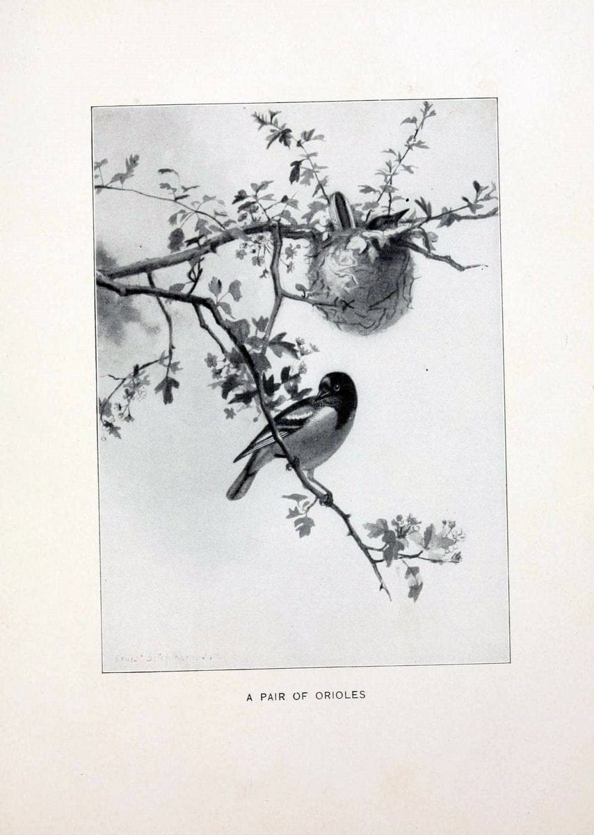 Bird world :.Boston :Ginn,c1898.  | Birds "Juvenile literature" "North America"  | Vintage Print Reproduction 462083