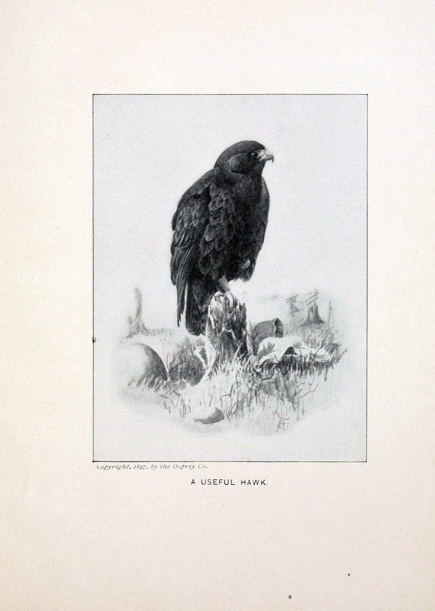 Bird world :.Boston :Ginn,c1898.  | Birds "Juvenile literature" "North America"  | Vintage Print Reproduction 462084