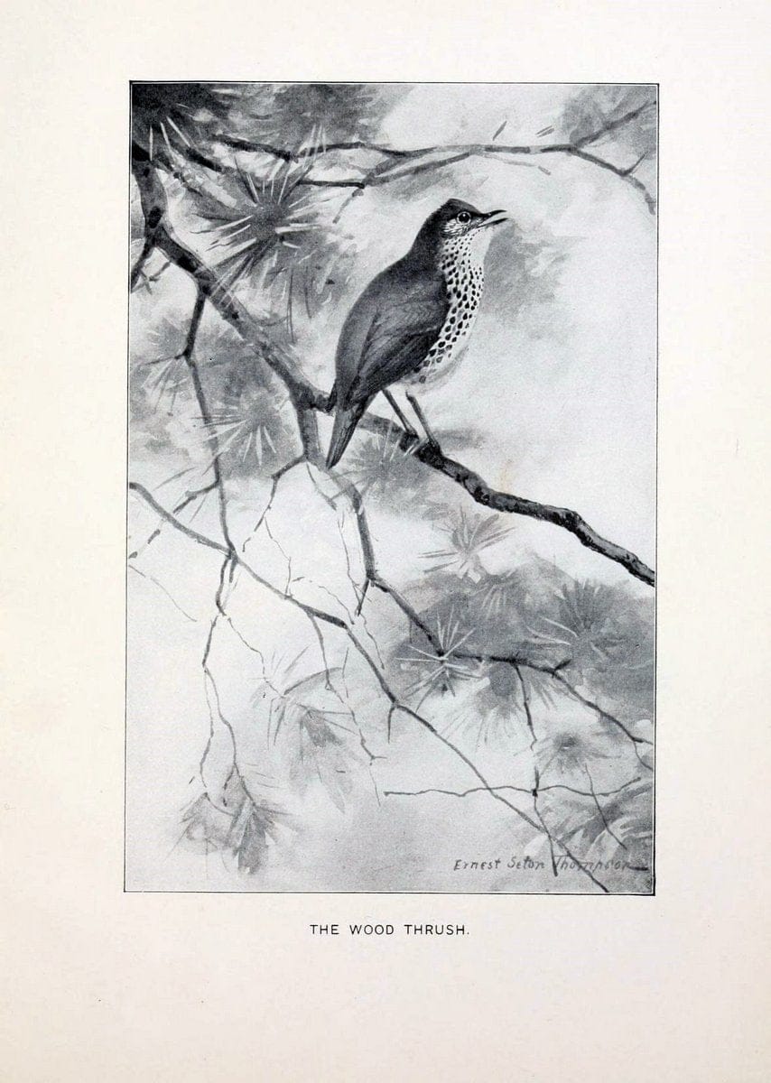 Bird world :.Boston :Ginn,c1898.  | Birds "Juvenile literature" "North America"  | Vintage Print Reproduction 462085