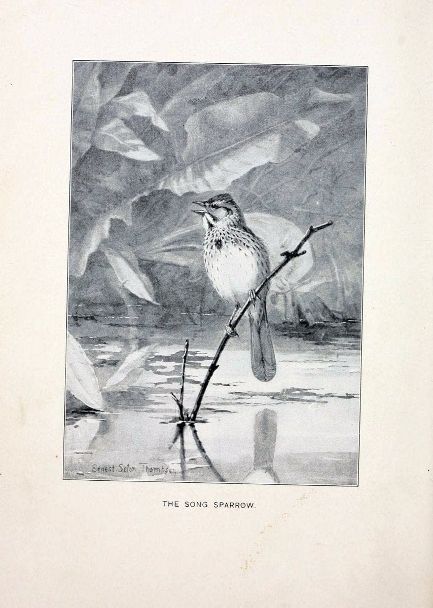 Bird world :.Boston :Ginn,c1898.  | Birds "Juvenile literature" "North America"  | Vintage Print Reproduction 462086