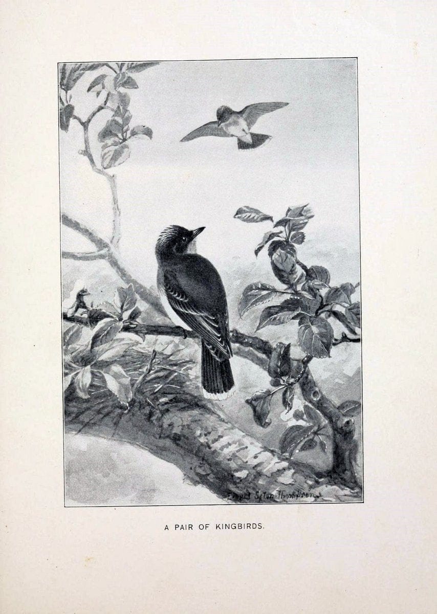 Bird world :.Boston :Ginn,c1898.  | Birds "Juvenile literature" "North America"  | Vintage Print Reproduction 462087