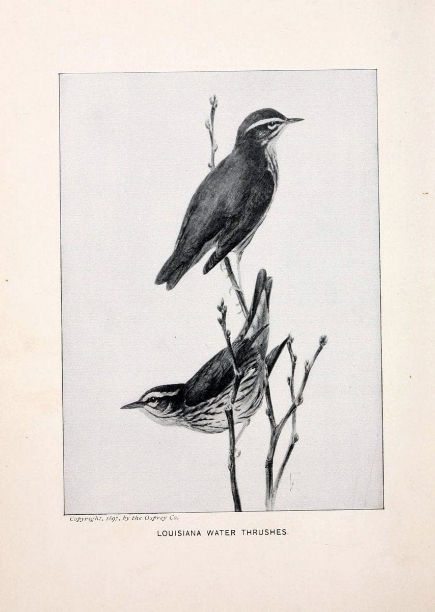 Bird world :.Boston :Ginn,c1898.  | Birds "Juvenile literature" "North America"  | Vintage Print Reproduction 462088