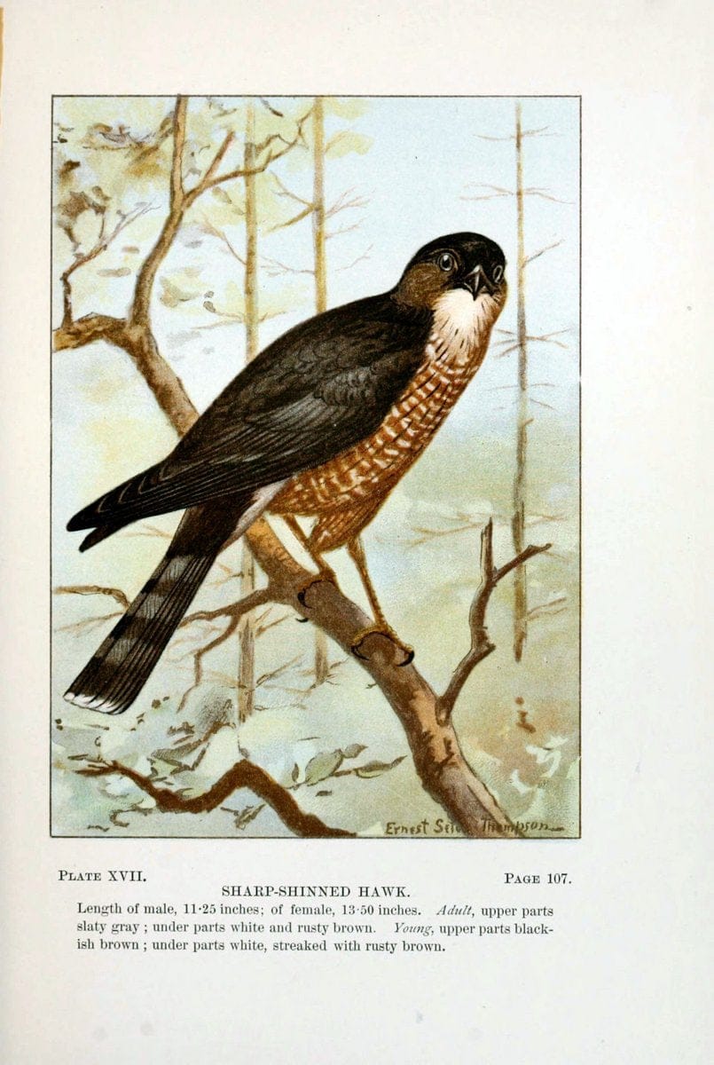 Bird-life : a guide to the study of our common birdsNew York :Appleton,1900. | Birds "Pictorial works" "United States" American Museum Natural History Library | Vintage Print Reproduction 462092