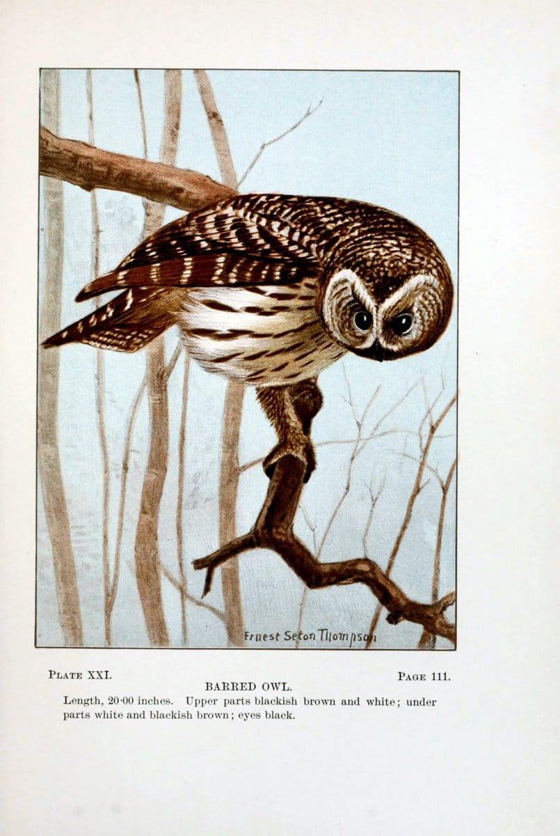 Bird-life : a guide to the study of our common birdsNew York :Appleton,1900. | Birds "Pictorial works" "United States" American Museum Natural History Library | Vintage Print Reproduction 462095
