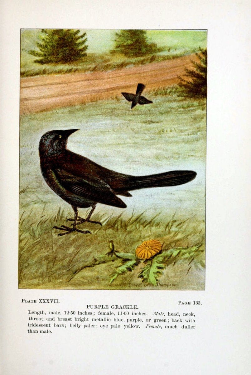 Bird-life : a guide to the study of our common birdsNew York :Appleton,1900. | Birds "Pictorial works" "United States" American Museum Natural History Library | Vintage Print Reproduction 462111
