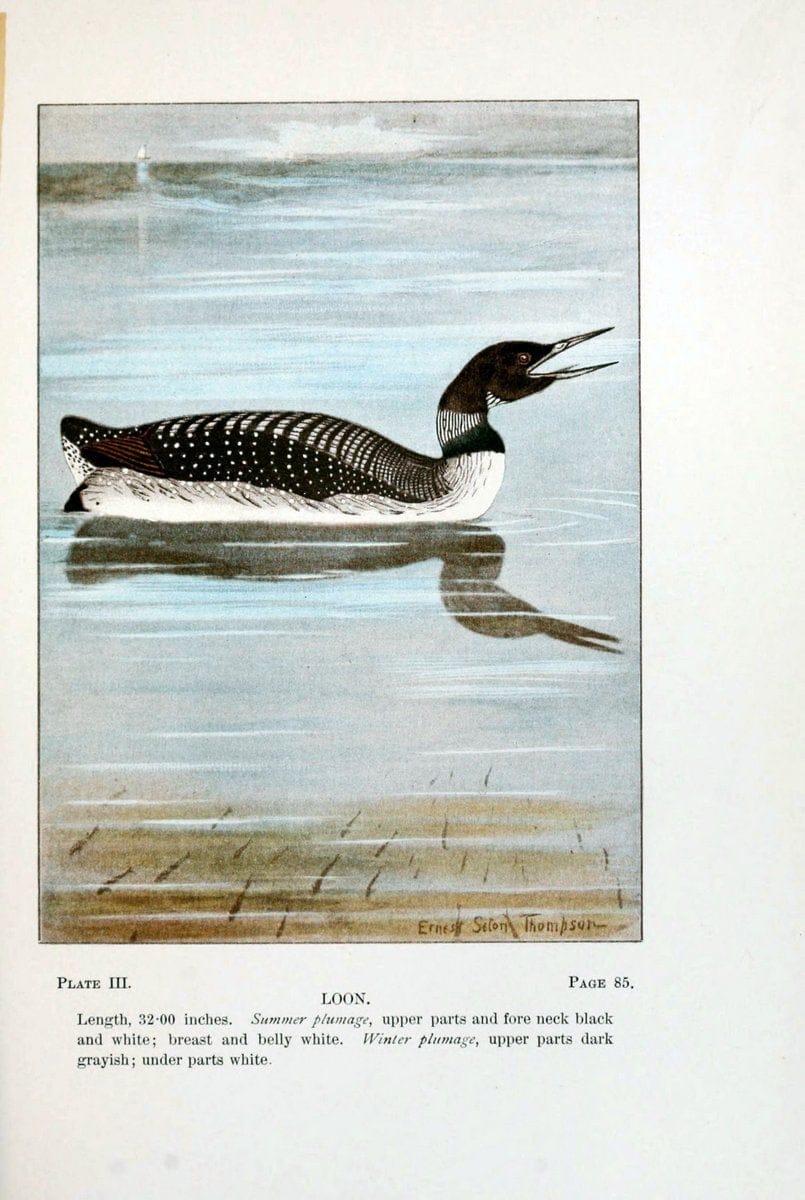Bird-life : a guide to the study of our common birdsNew York :Appleton,1900. | Birds "Pictorial works" "United States" American Museum Natural History Library | Vintage Print Reproduction 462142