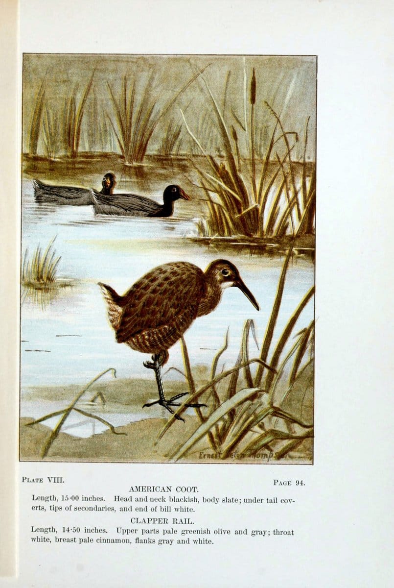 Bird-life : a guide to the study of our common birdsNew York :Appleton,1900. | Birds "Pictorial works" "United States" American Museum Natural History Library | Vintage Print Reproduction 462156
