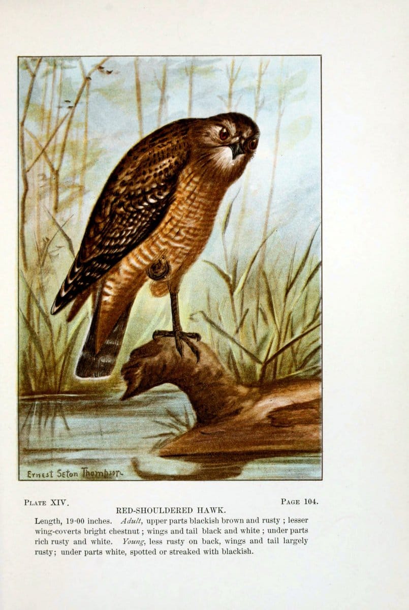 Bird-life : a guide to the study of our common birdsNew York :Appleton,1900. | Birds "Pictorial works" "United States" American Museum Natural History Library | Vintage Print Reproduction 462162