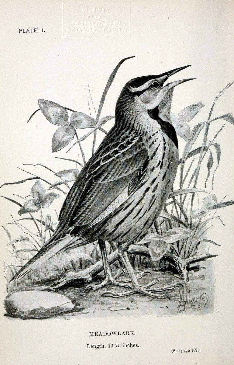 Birdcraft :.New York :Macmillan Co.,c1897.. |  | Vintage Print Reproduction 462163