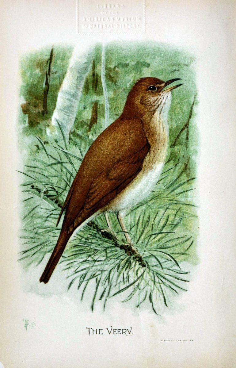 Birdcraft :.New York :Macmillan Co.,c1897.. |  | Vintage Print Reproduction 462164