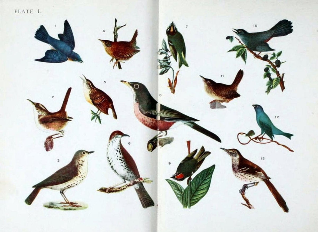 Birdcraft :.New York :Macmillan,1895.. |  | Vintage Print Reproduction 462165
