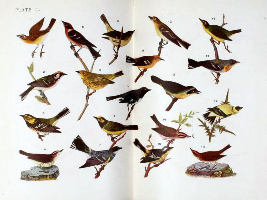 Birdcraft :.New York :Macmillan,1895.. |  | Vintage Print Reproduction 462166