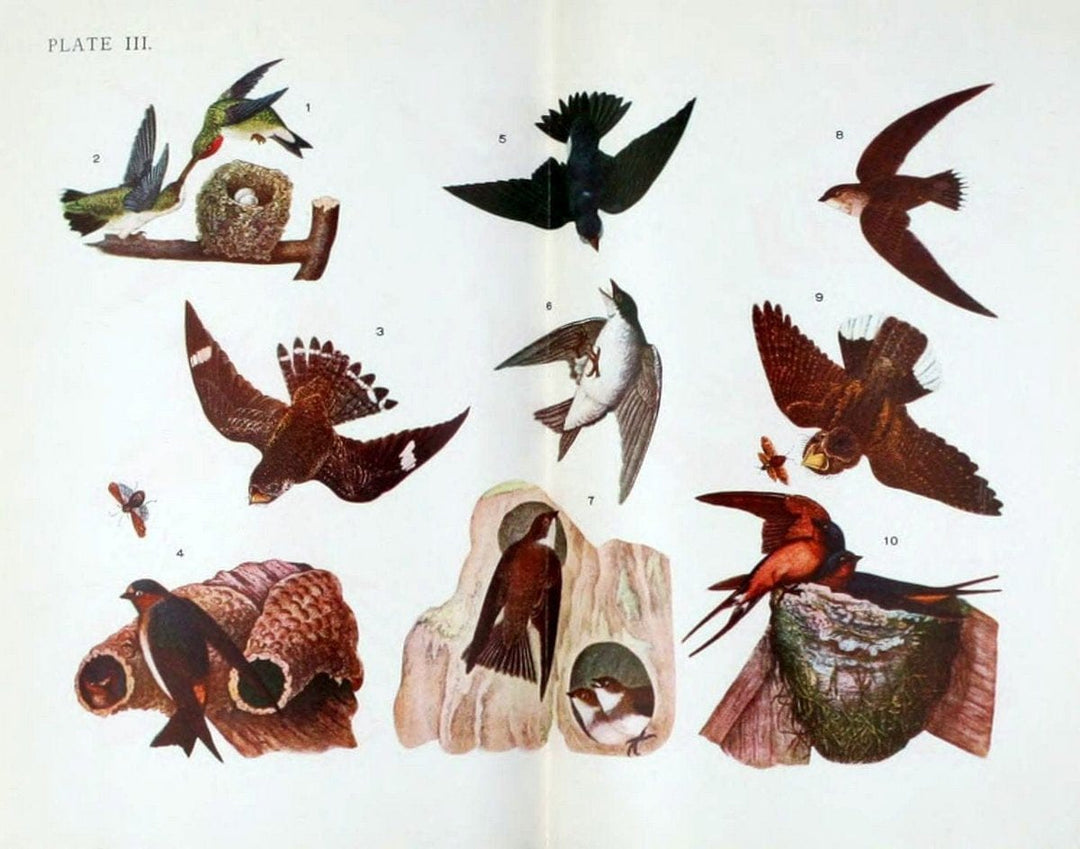 Birdcraft :.New York :Macmillan,1895.. |  | Vintage Print Reproduction 462167