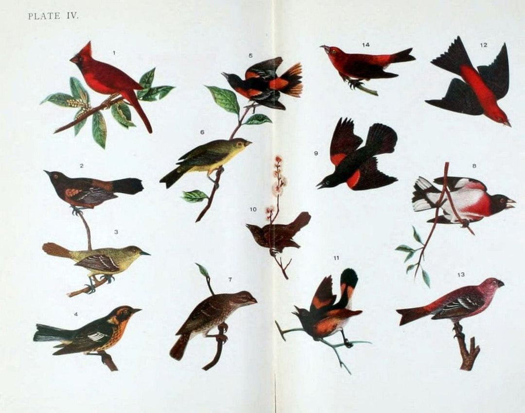 Birdcraft :.New York :Macmillan,1895.. |  | Vintage Print Reproduction 462168