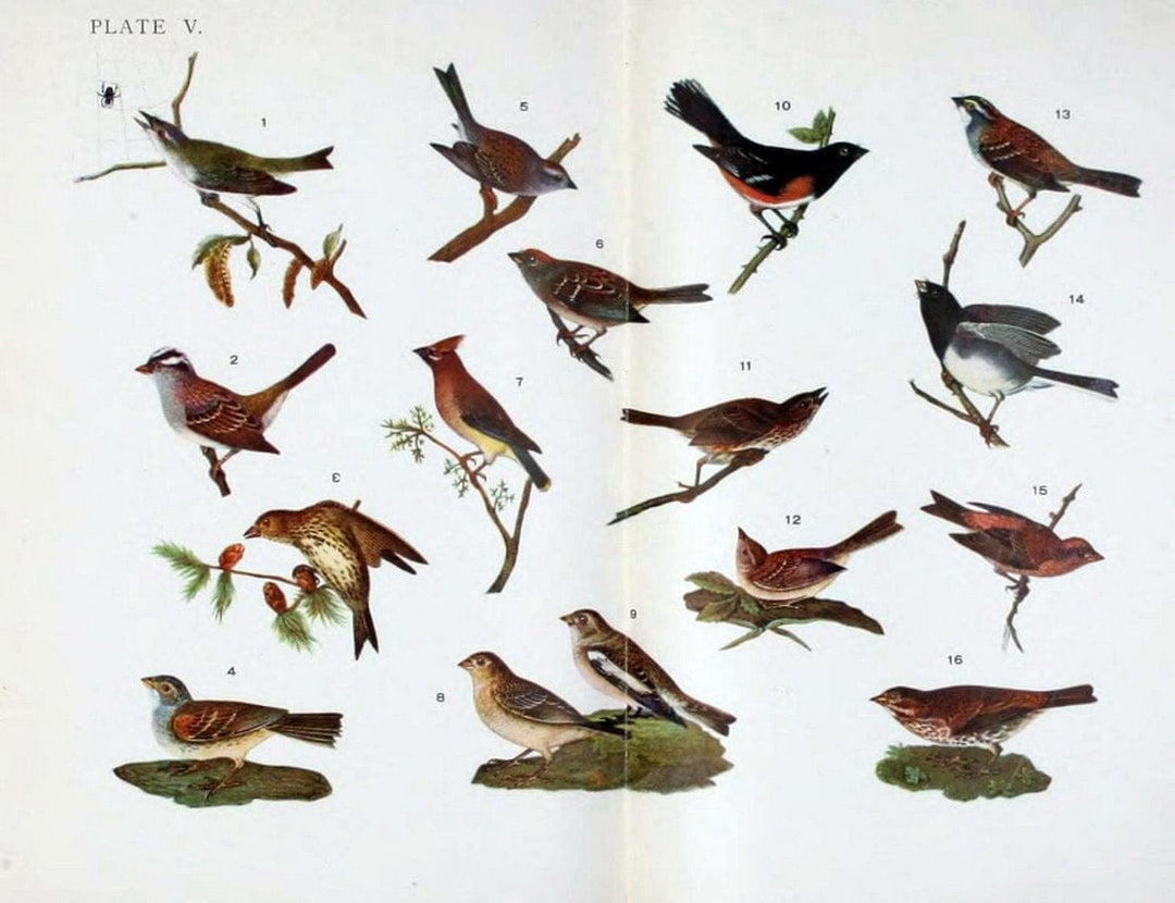 Birdcraft :.New York :Macmillan,1895.. |  | Vintage Print Reproduction 462169