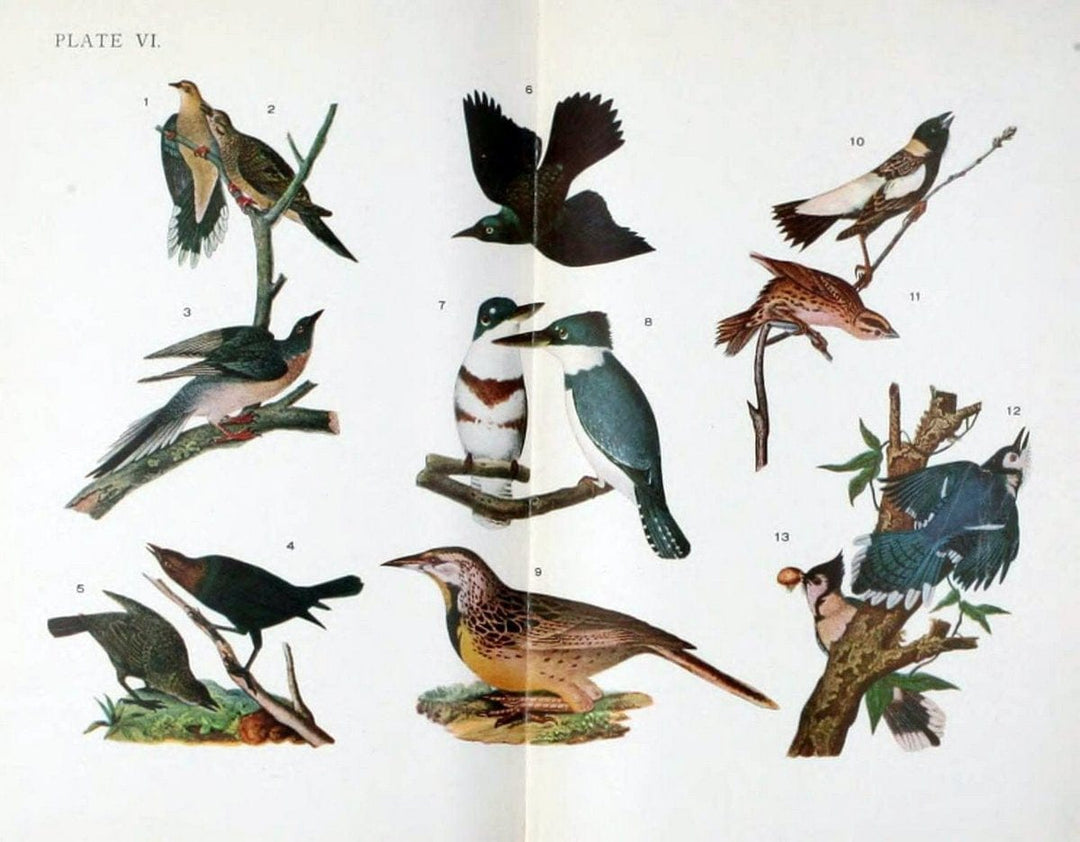 Birdcraft :.New York :Macmillan,1895.. |  | Vintage Print Reproduction 462170