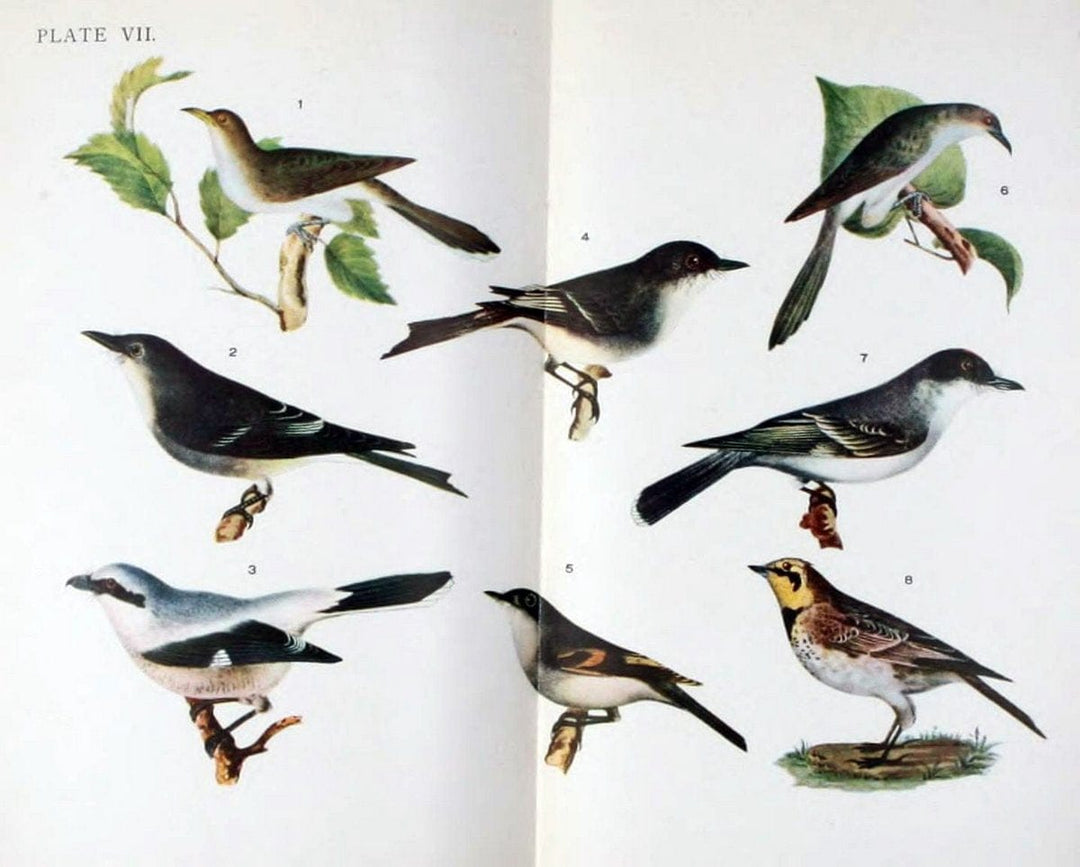 Birdcraft :.New York :Macmillan,1895.. |  | Vintage Print Reproduction 462171