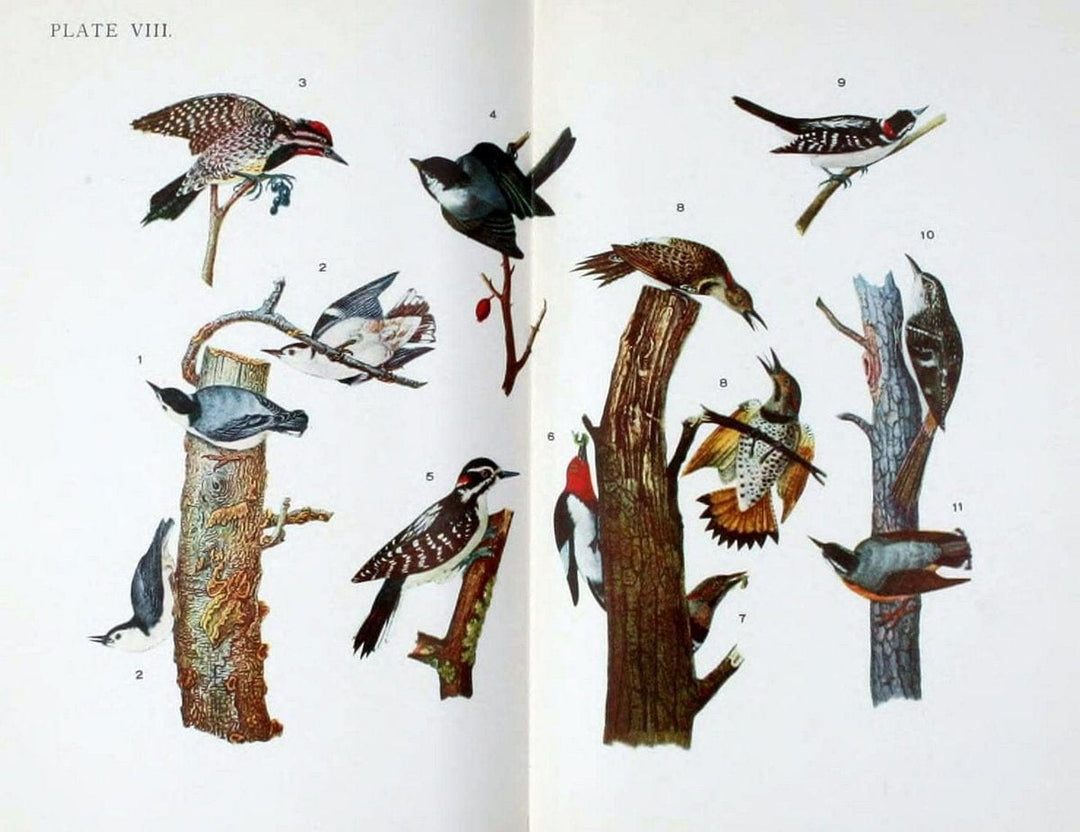 Birdcraft :.New York :Macmillan,1895.. |  | Vintage Print Reproduction 462172