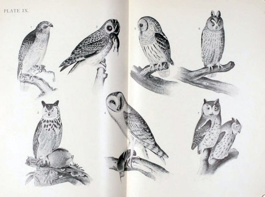 Birdcraft :.New York :Macmillan,1895.. |  | Vintage Print Reproduction 462173