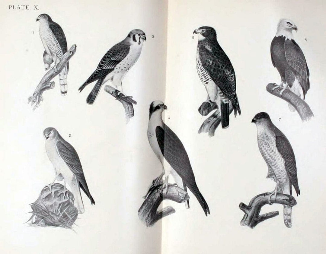 Birdcraft :.New York :Macmillan,1895.. |  | Vintage Print Reproduction 462174