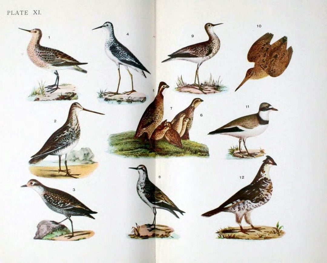 Birdcraft :.New York :Macmillan,1895.. |  | Vintage Print Reproduction 462175