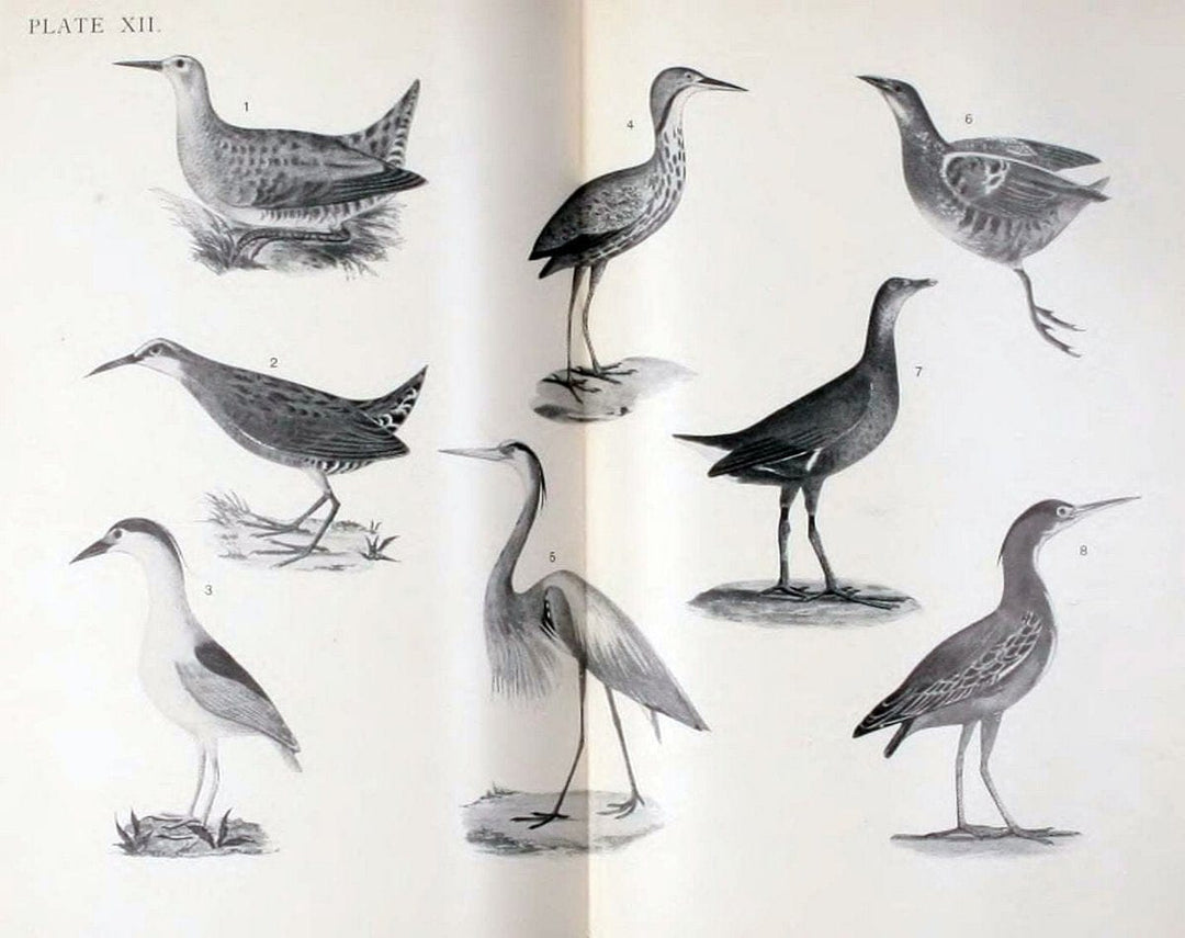 Birdcraft :.New York :Macmillan,1895.. |  | Vintage Print Reproduction 462176