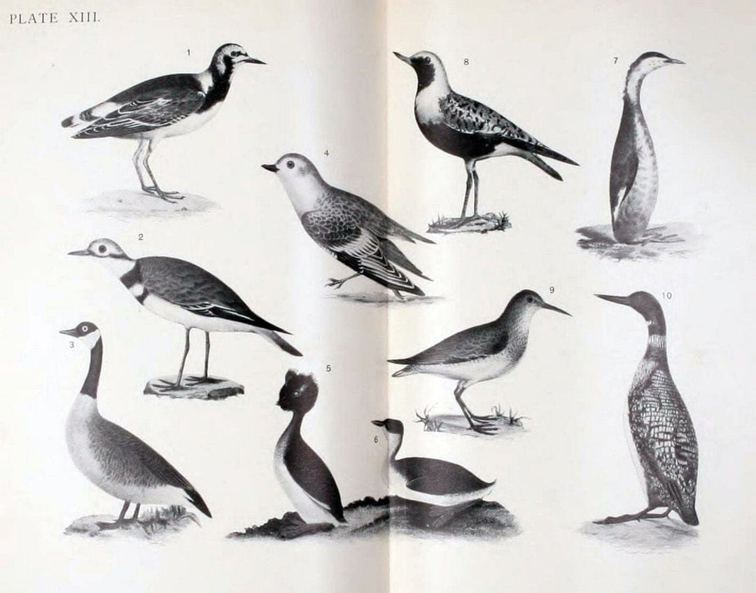 Birdcraft :.New York :Macmillan,1895.. |  | Vintage Print Reproduction 462177