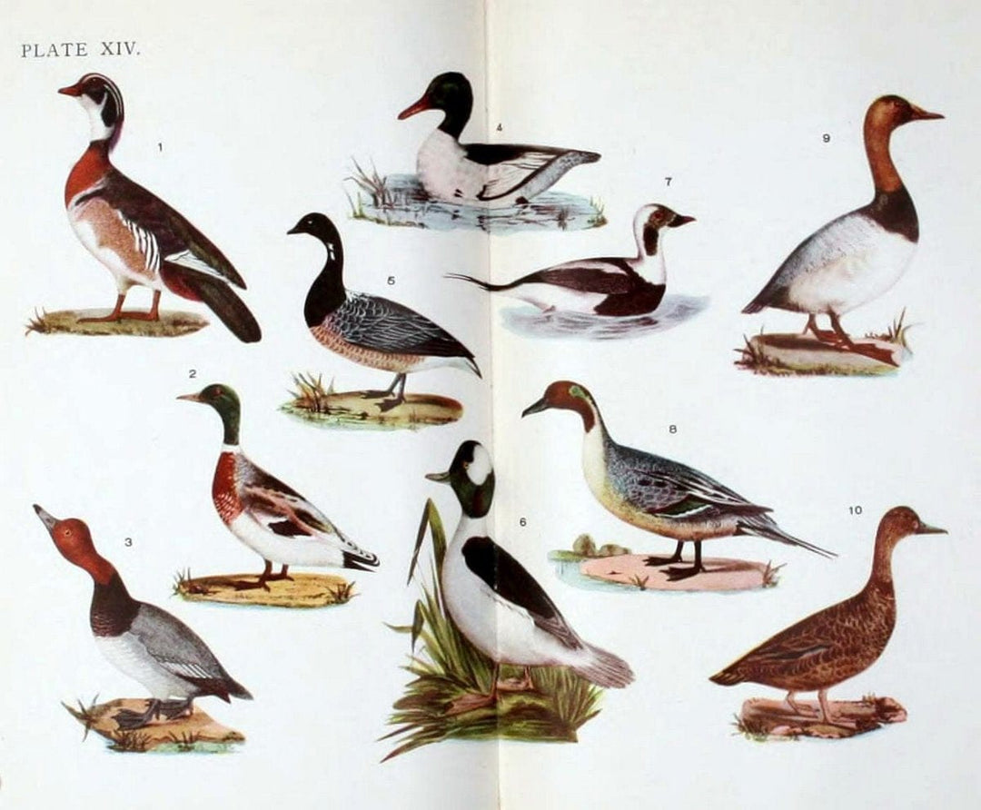 Birdcraft :.New York :Macmillan,1895.. |  | Vintage Print Reproduction 462178