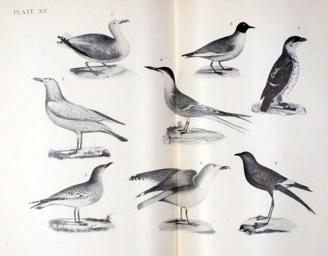 Birdcraft :.New York :Macmillan,1895.. |  | Vintage Print Reproduction 462179