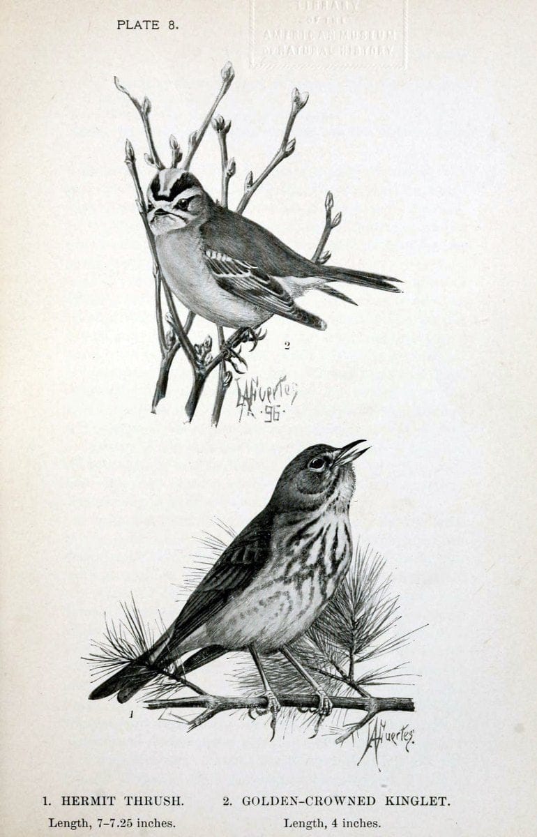 Birdcraft :.New York :Macmillan Co.,c1897.  | 59.82.08 Birds "United States"  | Vintage Print Reproduction 462180