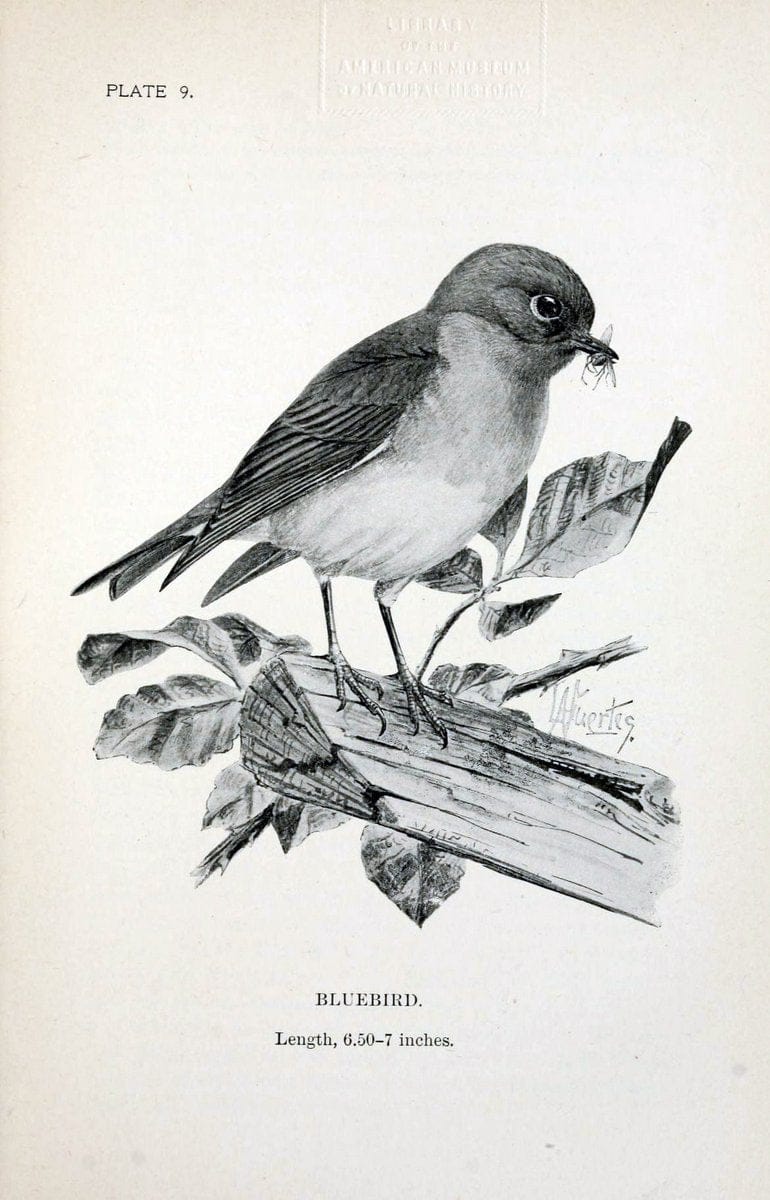 Birdcraft :.New York :Macmillan Co.,c1897.  | 59.82.08 Birds "United States"  | Vintage Print Reproduction 462181