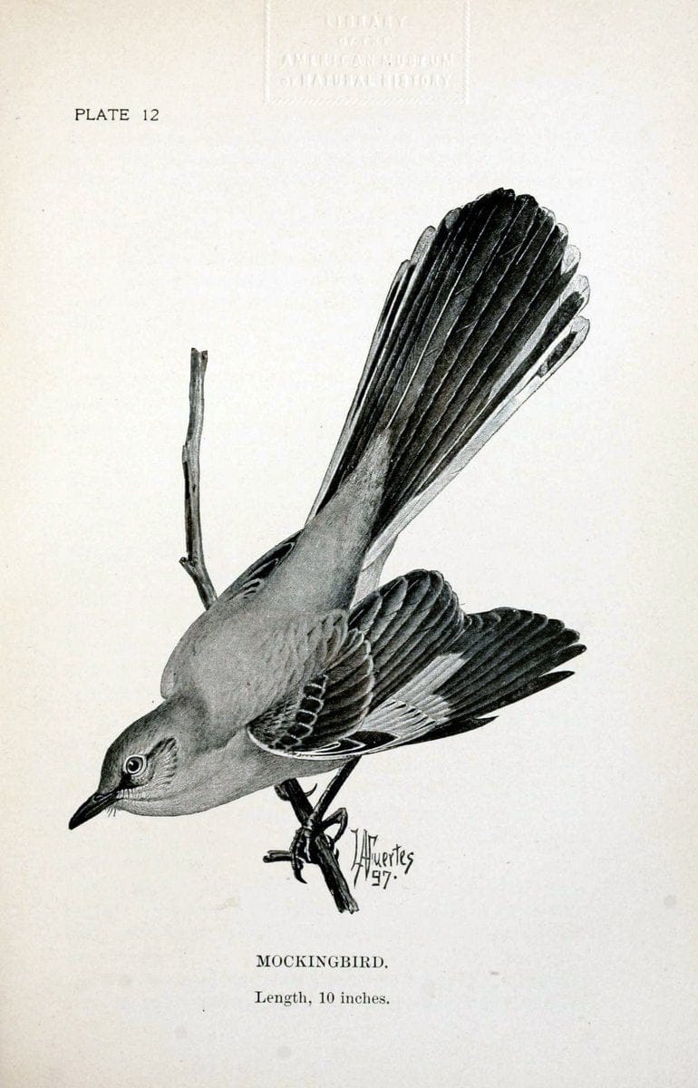 Birdcraft :.New York :Macmillan Co.,c1897.  | 59.82.08 Birds "United States"  | Vintage Print Reproduction 462182